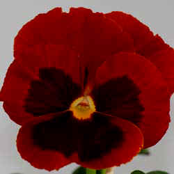 Red + eye