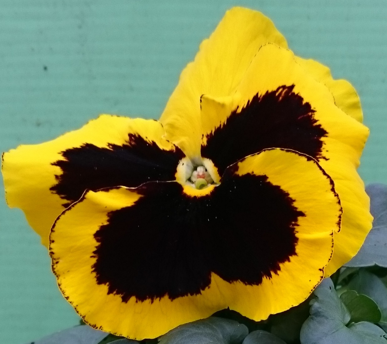 Yellow + eye