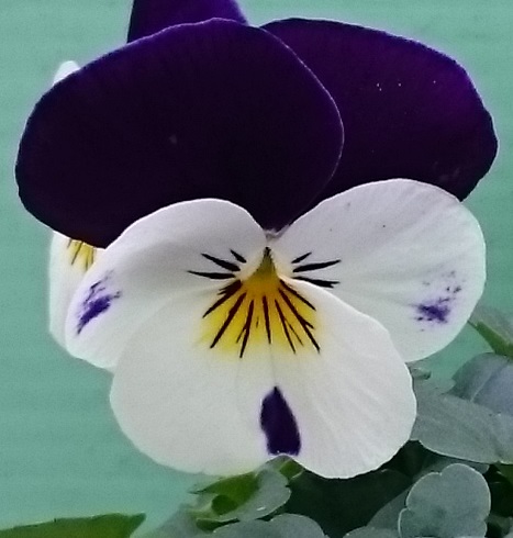 White purple jump up