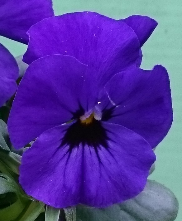 Bleu blotch