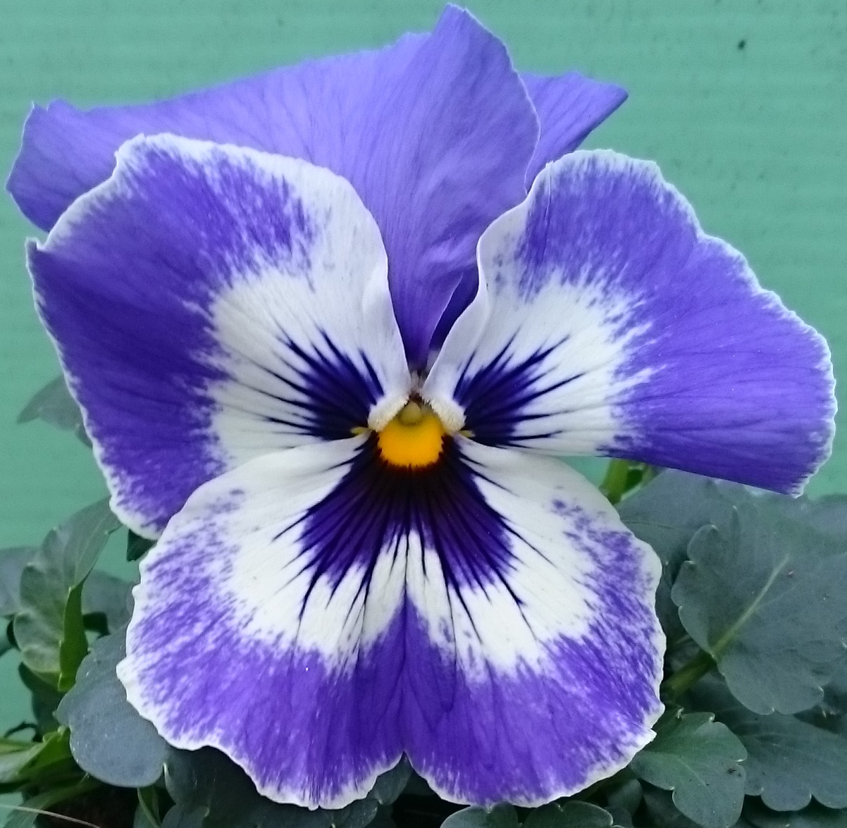 Delft Bleu