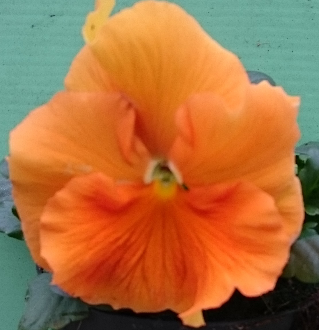 Orange deep