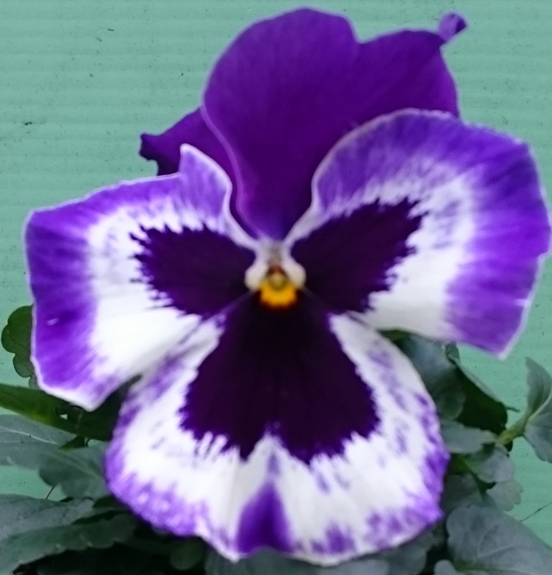 Violet/ white 