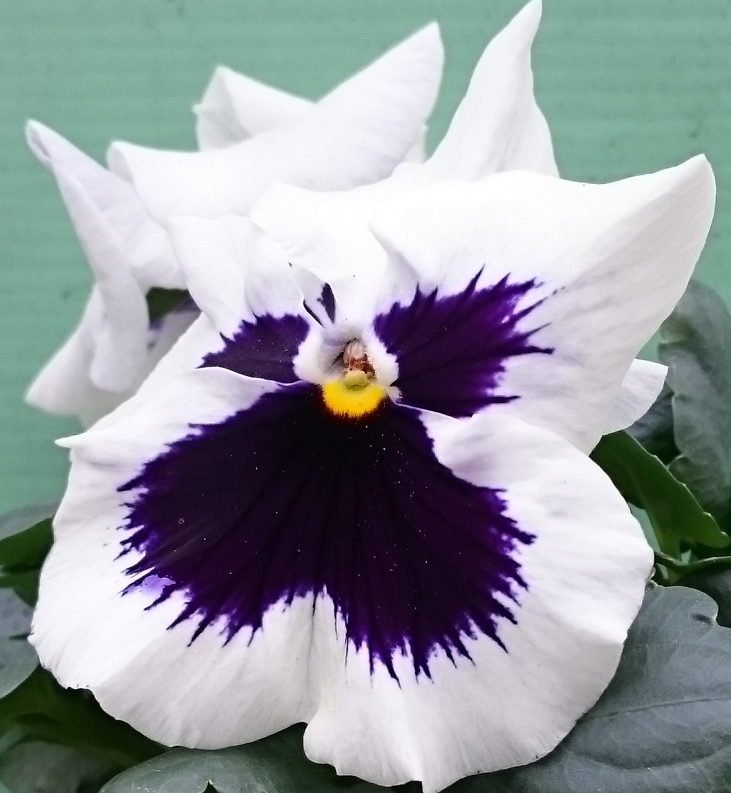 White + eye