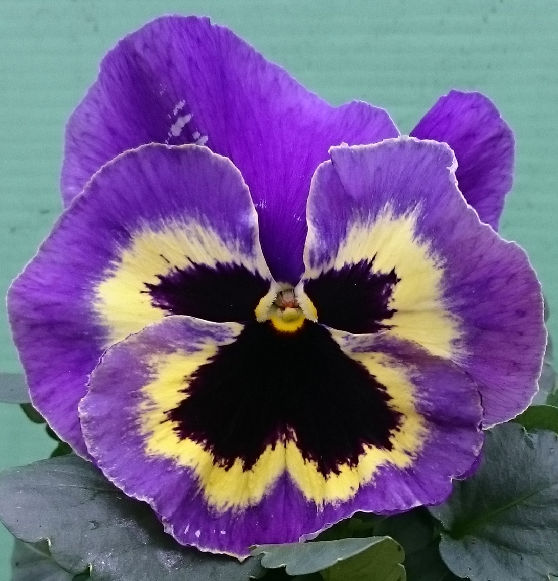 Yellow/purple wing