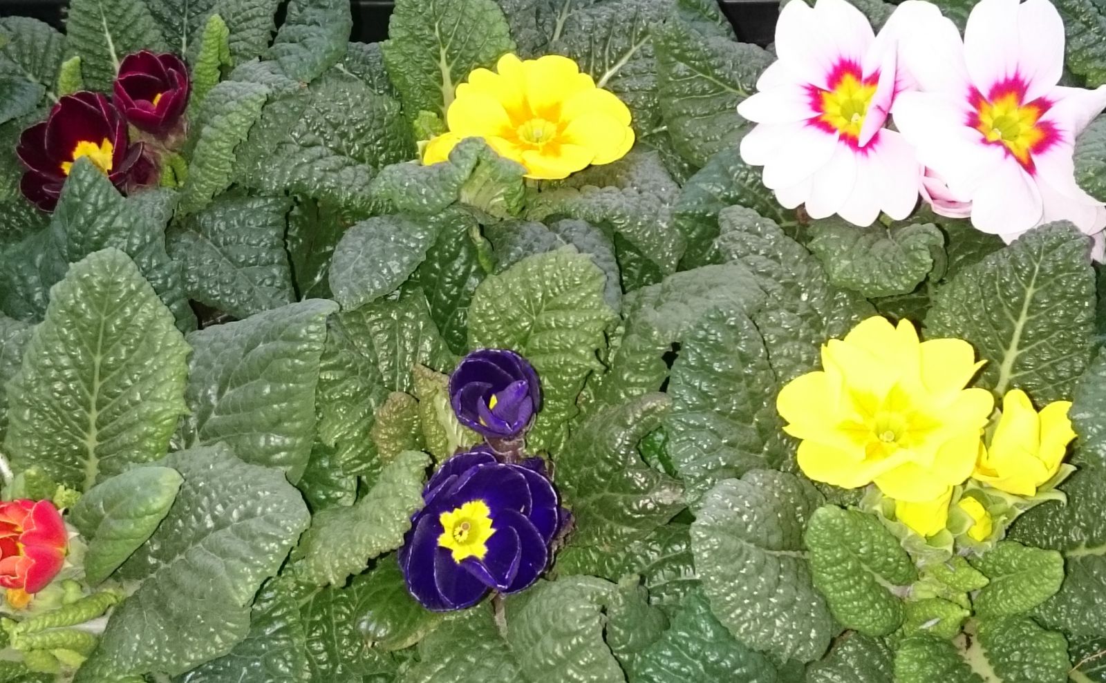 Primula mix