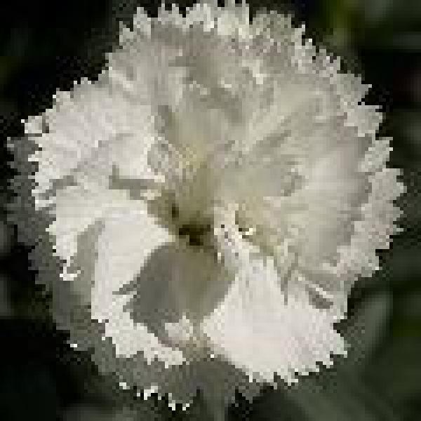 Dianthus/  anjer