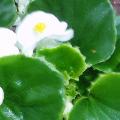 Wit met groen blad
