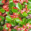 Rood met groen blad