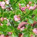 Roze met groen blad
