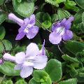Streptocarpus