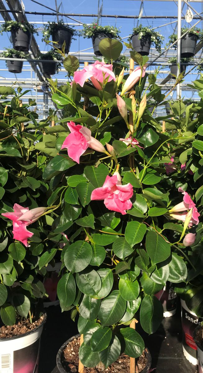 Roze