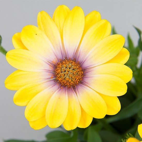 Magic yellow
