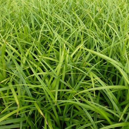 Carex morriwii