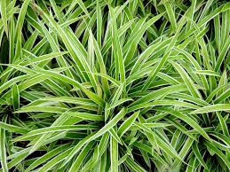 Carex variegata