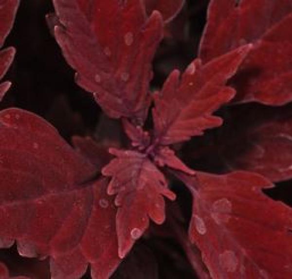 Coleus