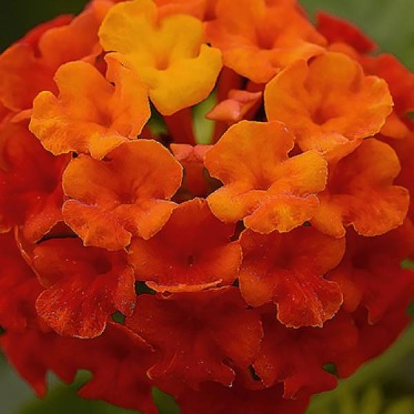 Lantana