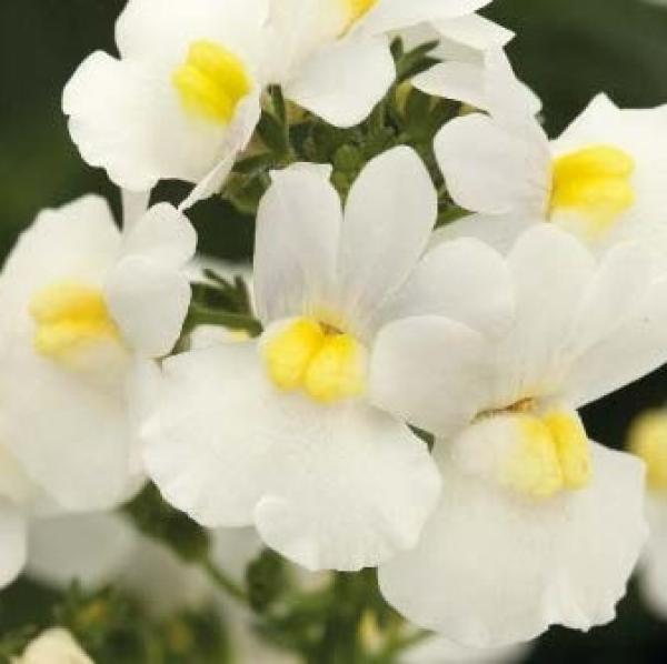 Nemesia