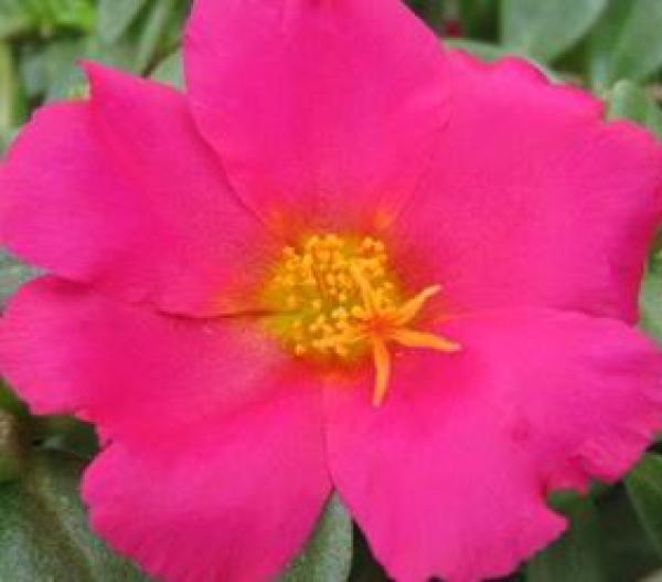 Portulaca