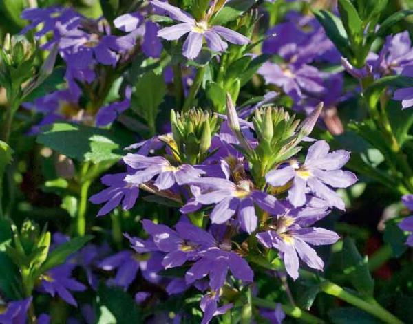 Scaevola