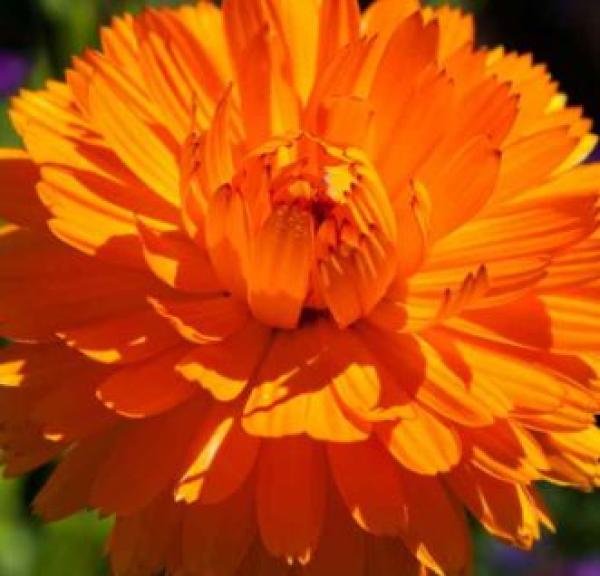 Calendula ( goudsbloem)