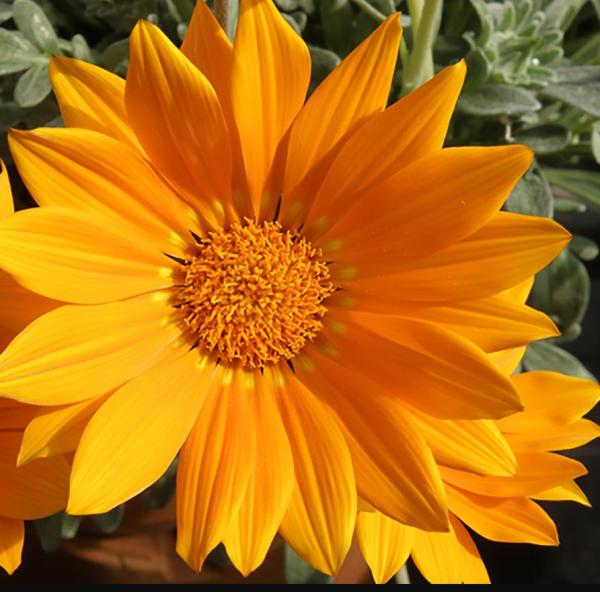 Gazania