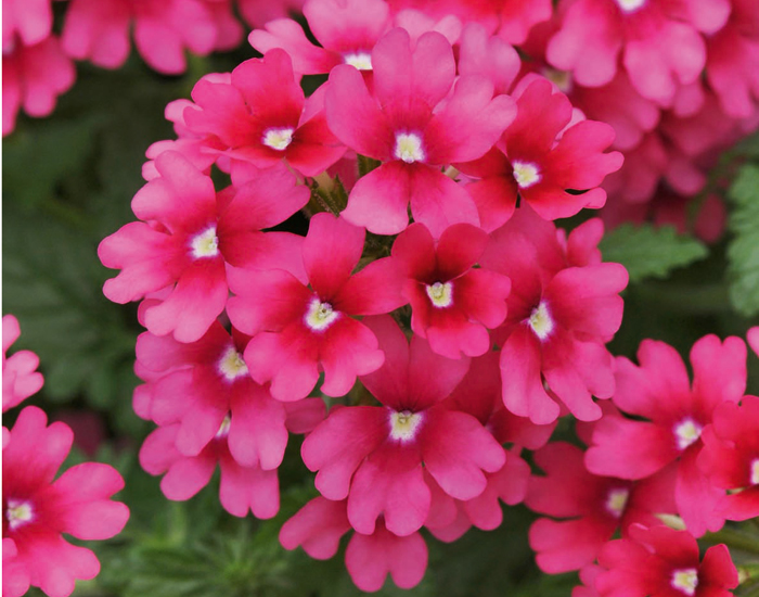 Magenta