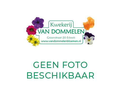 Bodem en/of grondverbeteraar
